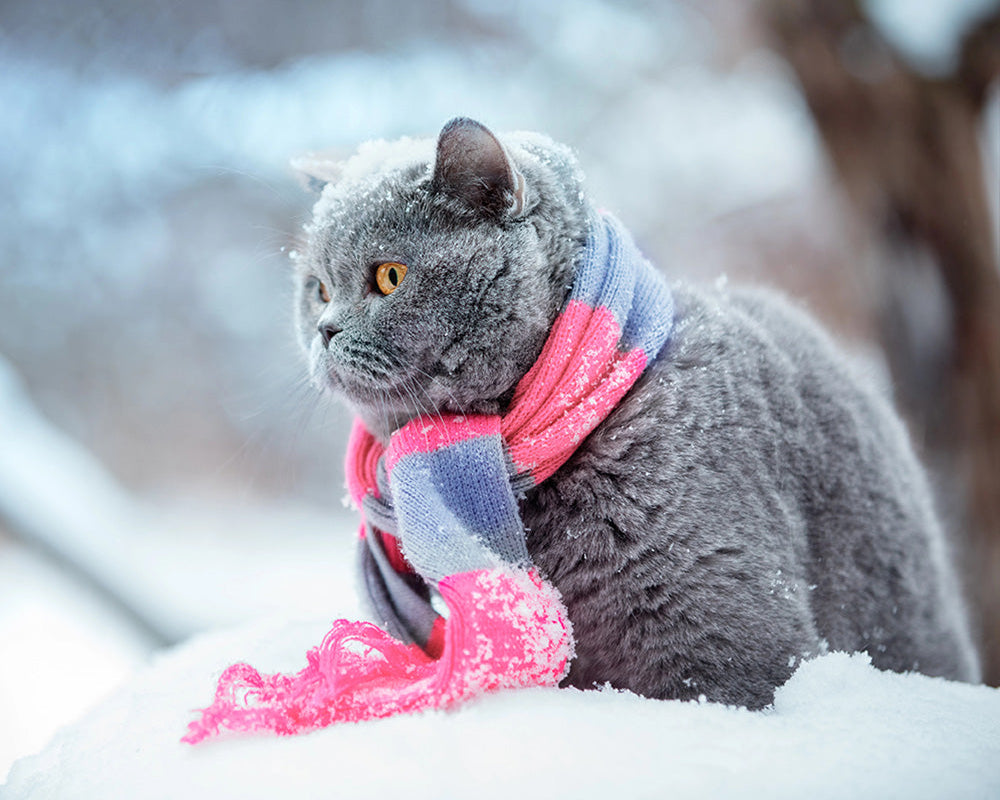 How to Keep Your Pet Comfy This Winter