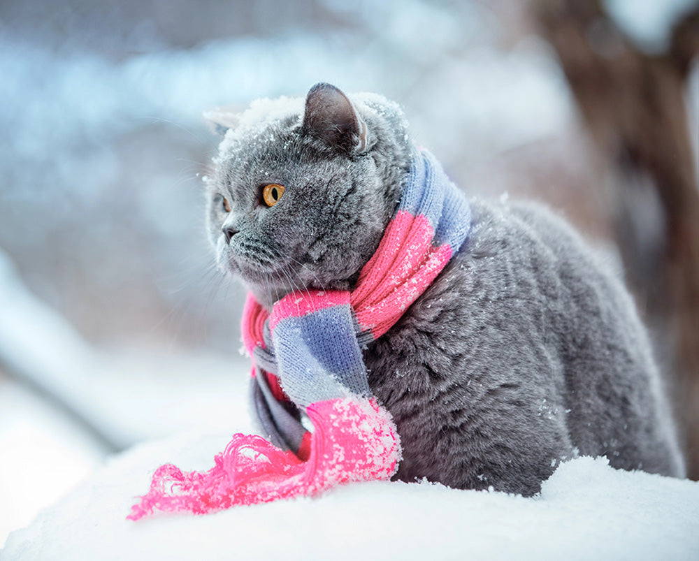 How to Keep Your Pet Comfy This Winter