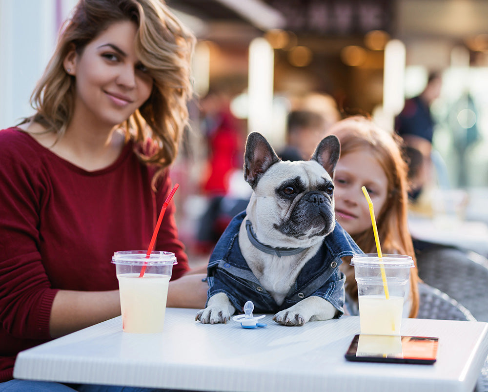 Socializing Your Dog: 4 Tips for Teaching Petiquette