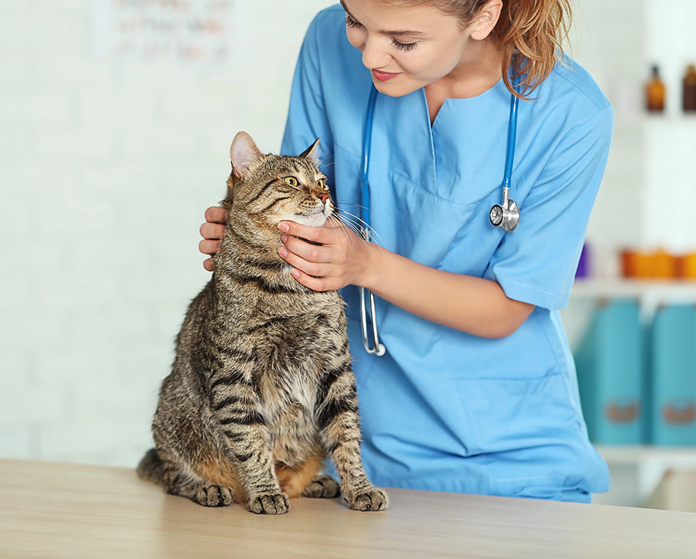 6 Tips to Manage Pet Anxiety at the Vet