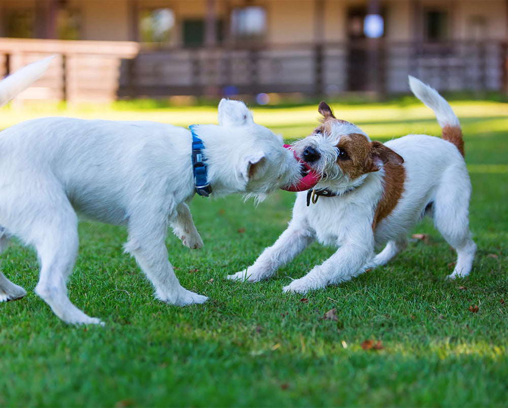 Beyond Fetch: Enriching Games and Activities for Dogs